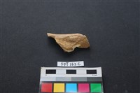 偶蹄類動物骨藏品圖，第1張