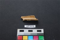 偶蹄類動物骨藏品圖，第2張