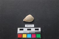 貝殼藏品圖，第1張