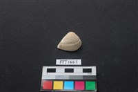 貝殼藏品圖，第1張