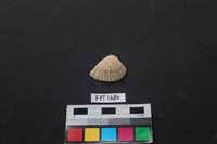 貝殼藏品圖，第1張
