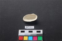 貝殼藏品圖，第2張