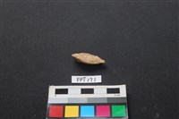 偶蹄類動物骨藏品圖，第2張