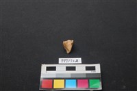 偶蹄類動物骨藏品圖，第2張