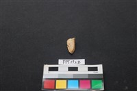 偶蹄類動物骨藏品圖，第2張