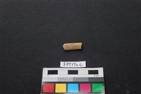 偶蹄類動物骨藏品圖，第1張
