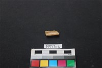 偶蹄類動物骨藏品圖，第2張