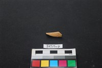 偶蹄類動物骨藏品圖，第1張
