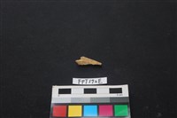 偶蹄類動物骨藏品圖，第1張