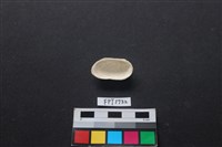 貝殼藏品圖，第2張