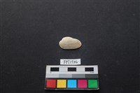 貝殼藏品圖，第1張
