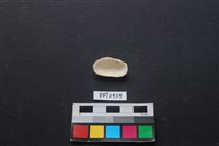 貝殼藏品圖，第2張