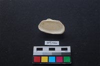 貝殼藏品圖，第2張