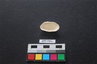 貝殼藏品圖，第2張