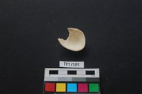 貝殼藏品圖，第2張