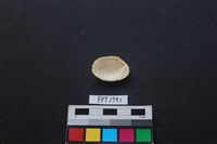 貝殼藏品圖，第2張