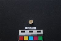 貝殼藏品圖，第2張