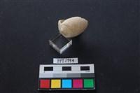 貝殼藏品圖，第3張
