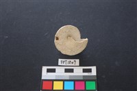 貝殼藏品圖，第2張