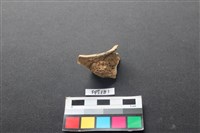 偶蹄類動物骨藏品圖，第2張