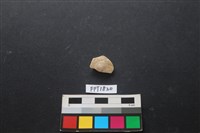 貝殼藏品圖，第1張