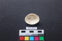 貝殼藏品圖，第2張