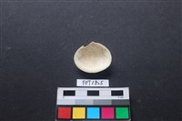 貝殼藏品圖，第2張