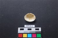 貝殼藏品圖，第2張