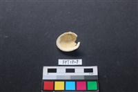 貝殼藏品圖，第2張