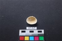 貝殼藏品圖，第2張