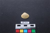 貝殼藏品圖，第1張