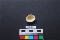 貝殼藏品圖，第2張