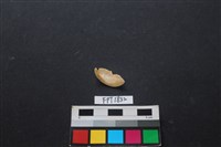 貝殼藏品圖，第2張
