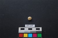 貝殼藏品圖，第1張