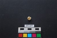 貝殼藏品圖，第2張