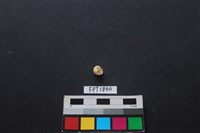 貝殼藏品圖，第2張