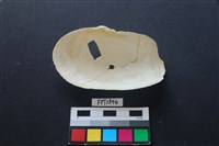 貝殼藏品圖，第2張