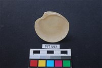 貝殼藏品圖，第2張
