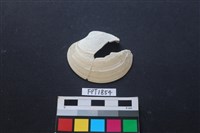 貝殼藏品圖，第1張
