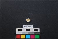 貝殼藏品圖，第2張