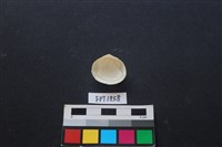 貝殼藏品圖，第2張