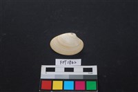 貝殼藏品圖，第1張