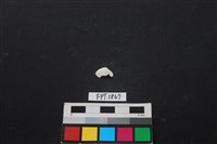 貝殼藏品圖，第1張