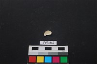 貝殼藏品圖，第2張