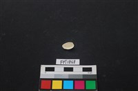 貝殼藏品圖，第2張