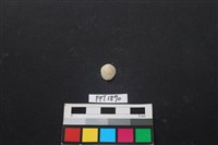 貝殼藏品圖，第1張