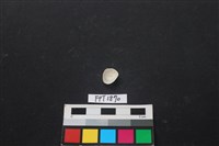 貝殼藏品圖，第2張