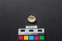 貝殼藏品圖，第2張