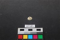 貝殼藏品圖，第1張
