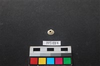 貝殼藏品圖，第1張